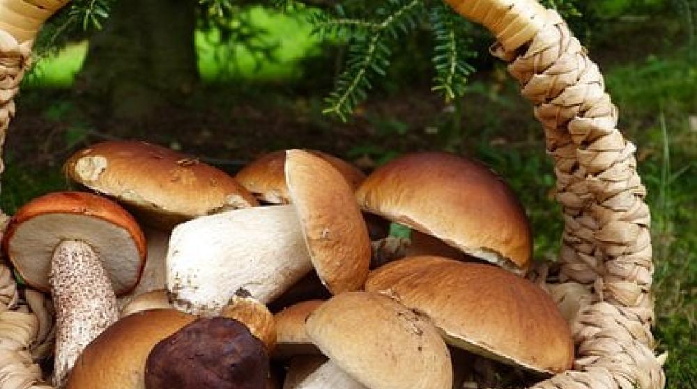 Podgrzybki, prawdziwki, zajączki, maślaki, kozaki - leśne dary idealne na sos.