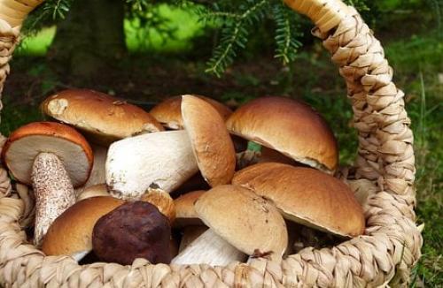 Podgrzybki, prawdziwki, zajączki, maślaki, kozaki - leśne dary idealne na sos.
