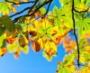 chestnut-tree-g7e9a19c79_1920.jpg
