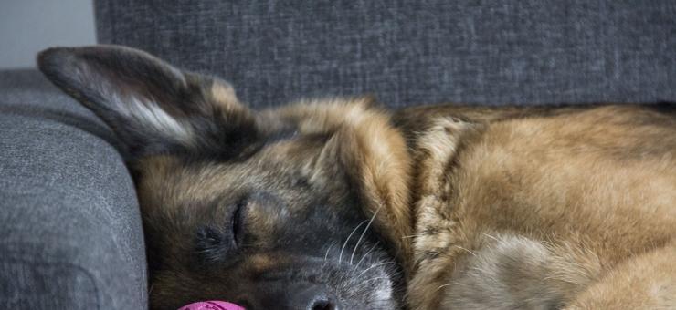 Akacja usuwania sierści z kanapy – co pomoże? 