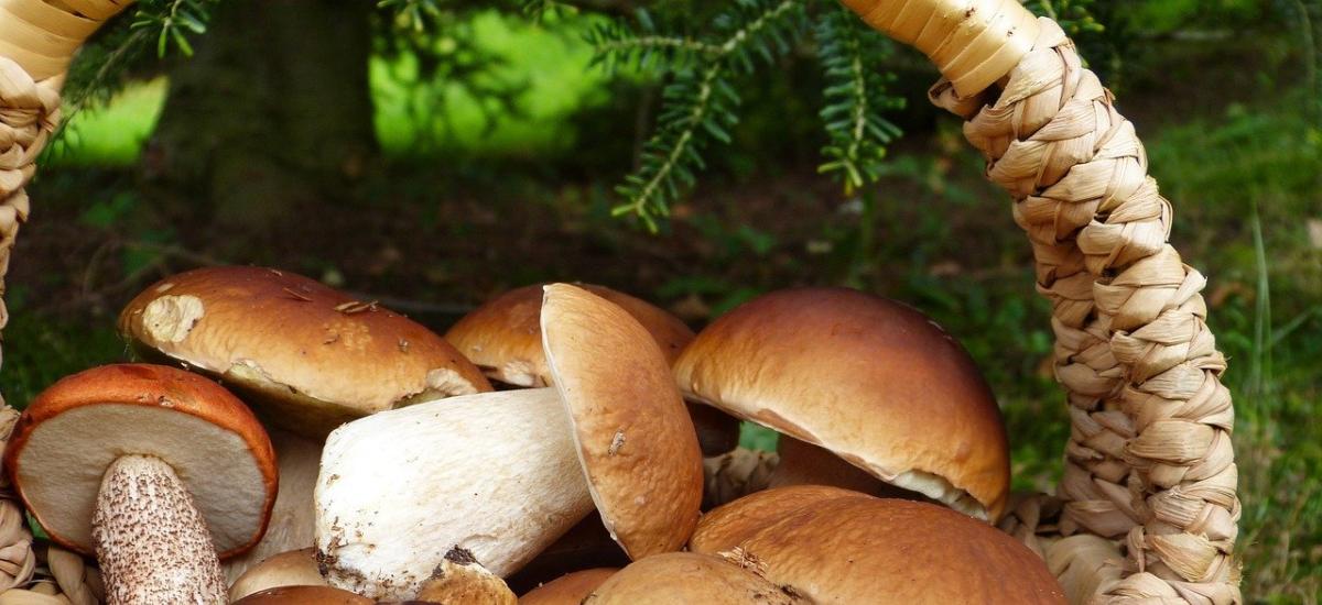 Jak szukać grzybów w lesie - wskazówki na grzybobranie