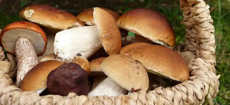 Jak szukać grzybów w lesie - wskazówki na grzybobranie