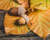 acorns-ga3aaad9b7_1280.jpg