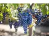 Winogrona: Kulinarna i Zdrowotna Różnorodność w Twoim Ogrodzie