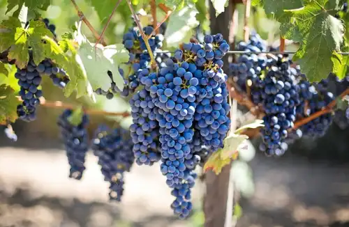 Winogrona: Kulinarna i Zdrowotna Różnorodność w Twoim Ogrodzie