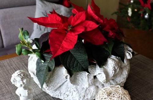 Dbamy o świąteczny kwiat