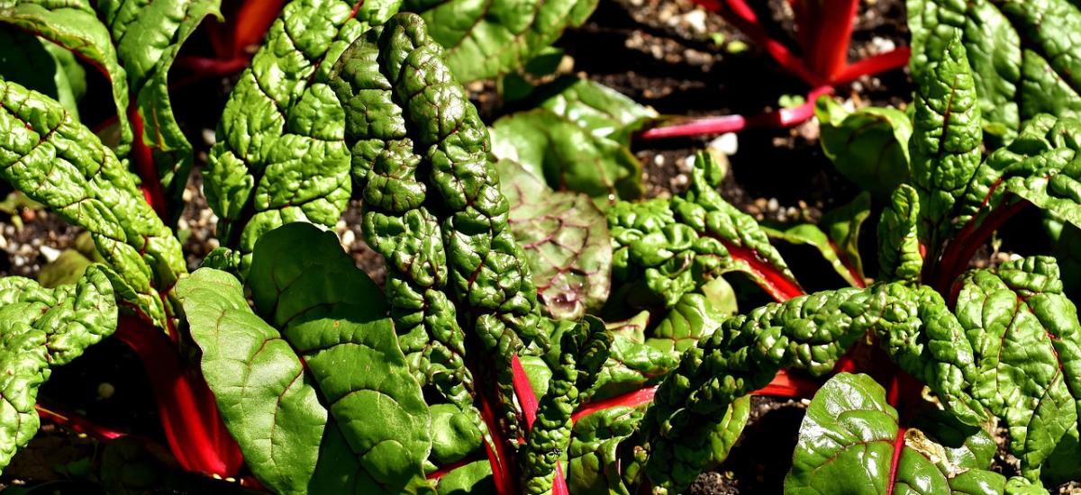 Domowe placuszki z botwiny