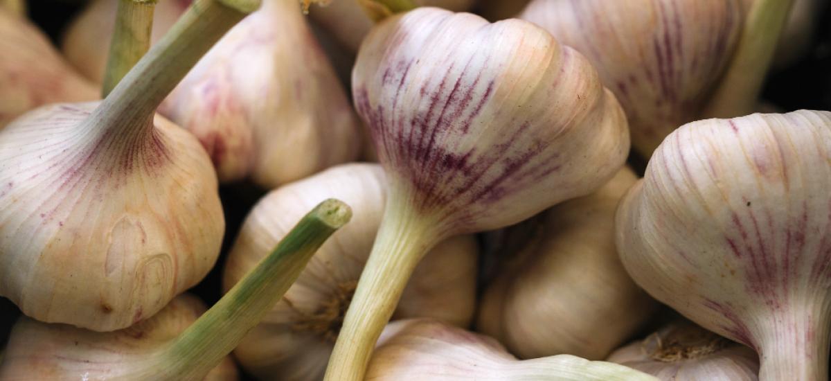 czosnek: tajemniczy skarb kulinarny