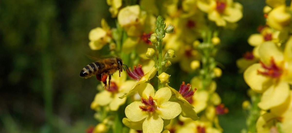Dziewanna. Jak przygotować domowy syrop i cieszyć się jej działaniem