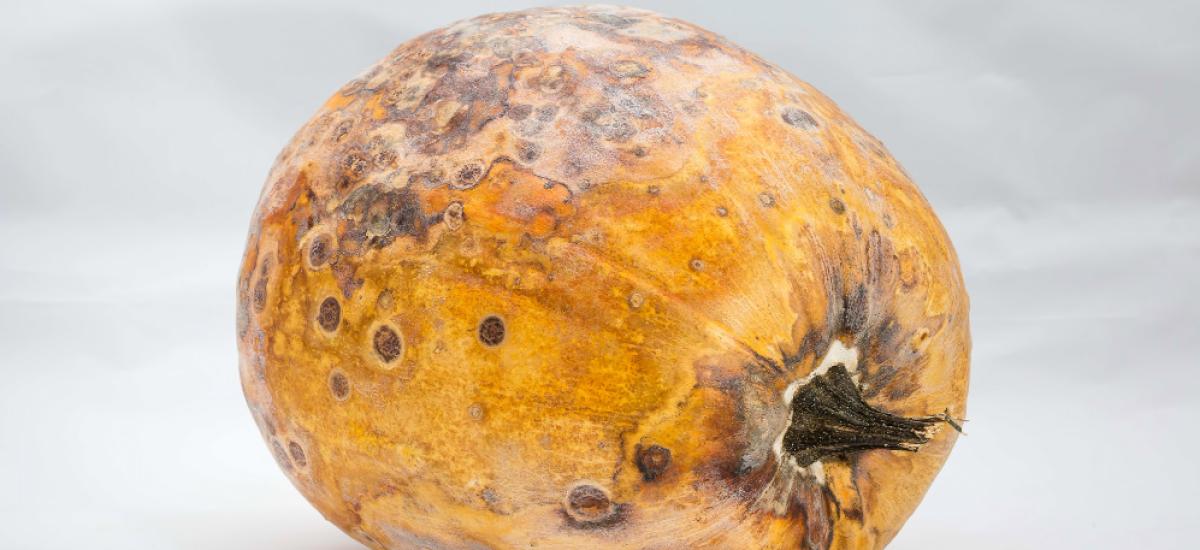 Mikotoksykoza: Walka z Zatruciem Pleśnią na Twoim Talerzu
