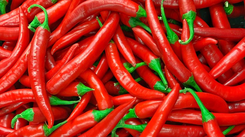 Marynowane papryczki chilli 