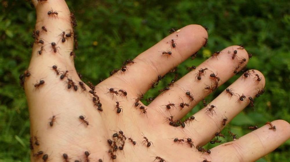Ugryzienia owadów i ich ślady