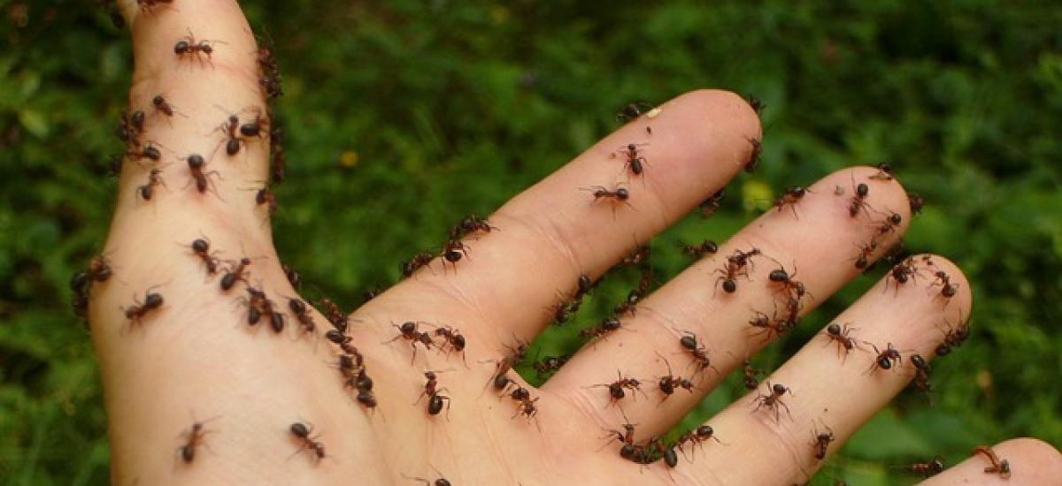 Ugryzienia owadów i ich ślady