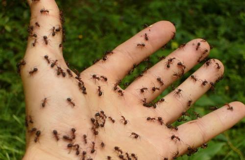 Ugryzienia owadów i ich ślady